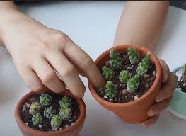 Image result for cactus cuttings