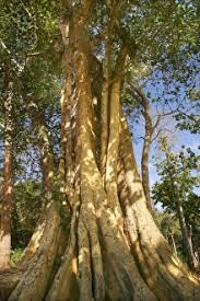 Image result for Ficus sycomorus