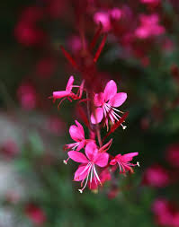 Image result for Oenothera lindheimeri