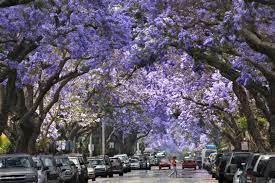 Premium wholesale flowers · quality customer service Jacarandas You Either Love Them Or Hate Them Los Angeles Times