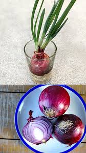 This video tutorial steps you through each and every one. 12 Best Veggies Herbs To Regrow From Kitchen Scraps A Piece Of Rainbow
