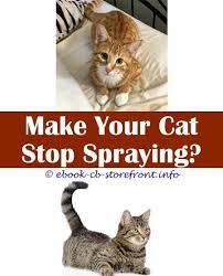 19 Top Notch Cat Spraying Deterrent Pets Cat Spray Male Cat Spraying Cats