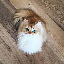 Potresti vincere speciali accessori rossoneri e una delle maglie authentic autografate! I Refuse To Apologize For Being Obsessed With My Cat Cattime Fluffy Cat Breeds Cute Cats Cats