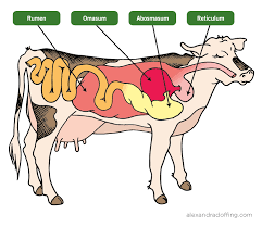Cow S Digestive System By Angela Salvato Cow Digestive System Large Animal Vet Animal Science Projects