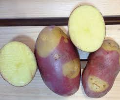 Pinto Gold Seed Potatoes