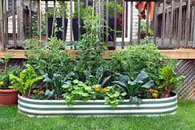 Green leafy native shrubs in white green striped metal garden bed