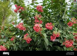 Image result for Cestrum elegans