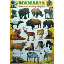 We did not find results for: Poster Edukasi Hewan Mamalia Shopee Indonesia