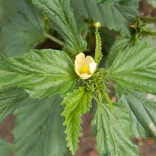 Image result for Malvastrum coromandelianum