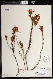 Image result for Erica nyassana