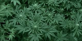 How to make cbd oil from leaves and stems. 3 Surprising Things You Can Do With Cannabis Fan Leaves Herb