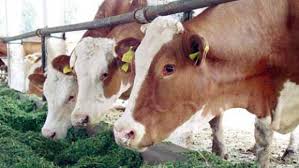 Un drum care nu a văzut niciodată asfaltul, cel dintre dumbrăvița și crizbav, a fost asfaltat prin programul național de dezvoltare rurală. Sectorul Zootehnic PrimeÈ™te Prin Programului NaÈ›ional De Dezvoltare RuralÄƒ 350 De Milioane De Euro