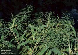 Image result for Paspalum