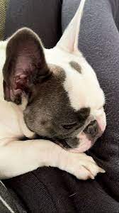 fake story in 2021 animals boston terrier bulldog