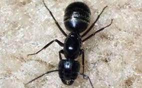 Size of area to be serviced: Guardian Pest Control Seattle Wa Alignable
