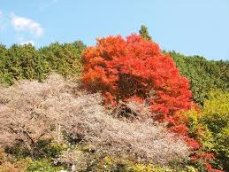 「四季桜」の画像検索結果