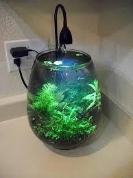 Zach S 3g Egg Page 2 The Planted Tank Forum Fish Tank Plants Aquarium Fish Tank Betta Fish