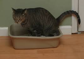 Why your cat is sleeping in the litter box. Litter Box Problems Could Be Due To Physical Ailment Dr Sophia Yin