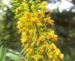 Image result for Tara spinosa