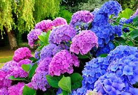 Our plants are 100% guaranteed for 1 year. Hydrangeas For Your Garden Spectacular Summer Blooms Arboretum Your Home Garden Heavenarboretum Your Home Garden Heaven