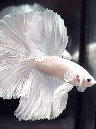 I am leaning towards getting a platinum as my tank has black glass at the back instead of clear so a pure white fish would look stunning against it. Betta Fish White Platinum Halfmoon Hm Male Betta Fish Betta Fish
