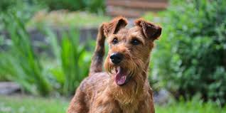 Image result for irský teriér