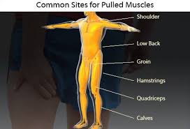These muscle names are derived from latin. Sports Injuries Types Treatments And Prevention