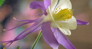 Use them in commercial designs under lifetime, perpetual & worldwide rights. Colorado State Flower The White And Lavender Columbine Proflowers Blog