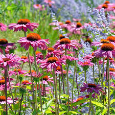 Image result for Echinacea purpurea `Magnus`