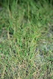 Image result for Agrostis taylorii