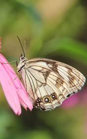 About Wild Animals Butterfly On Petals Of A Flower Butterfly Wallpaper Beautiful Butterflies Animals