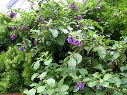 Image result for Iochroma