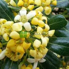 Image result for Pittosporaceae