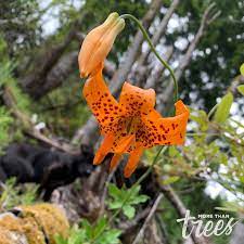 Ontario is nicknamed the gateway to oregon, and it offers stunning views of the desert landscape. Rayonier Technical Forester Vanessa Mckinney Has An Eye For Spotting Beautiful Flowers In Our Forests Near Coos Bay And North Bend Oregon If You Noticed In The Background So Does Her
