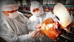 Gripe aviaria la gripe aviaria o gripe aviar recomienda la primera forma también llamada técnicamente un subtipo del virus de influenza aviar h5n1, que apareció en 1997 en hong kong. Virus H5n6 Todo Lo Que Sabemos Un Nuevo Tipo De Gripe Aviar Pero No Hay De Que Preocuparse Contrario A Lo Que Dicen En Redes