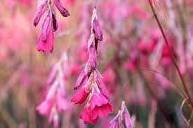 Image result for Dierama formosum × plowesii
