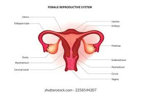 Image result for female sex organ