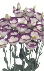 Image result for eustoma flamenco