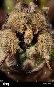 Image result for Peridea anceps