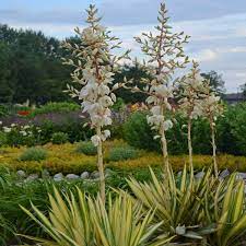 Adams Needle Flower Quotes Best Flower Wallpaper