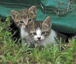Neutering will help extend your cat's life and make your home and your relationship with your cat more harmonious. The Feline Spay Mar Vista Animal Medical Center
