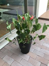 モデルハウスの観葉植物たち アンスリウムのお手入れレポート 三和建設のコンクリート住宅 ｂｌｏｇ