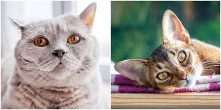 Dilution coat colour genome testing will tell you if your cat has these colours or if they could produce kittens in these colours. The Rarest Cat Coat Colors And Patterns Cattitude Daily
