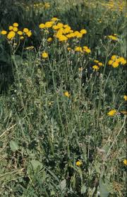 Image result for Crepis newii