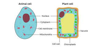 Found outside the cell membrane, this organelle gives the plant structure. Igcse Biology Quiz On Plant And Animal Cells Proprofs Quiz