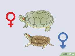 How To Care For A Red Eared Slider Turtle (With Pictures)