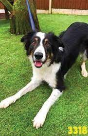 Border Collie Trust Gb Pets And Animals Directory Portal