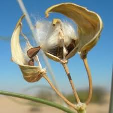 Image result for Gomphocarpus glaucophyllus