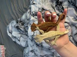Crested geckos are a species once thought to be extinct prior to 1993. Eyelash Crested Gecko For Sale Live Pet Reptiles Petsmart
