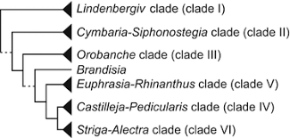 Image result for Harveya alectroides